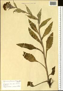 Tephroseris flammea (DC.) Holub, Siberia, Russian Far East (S6) (Russia)