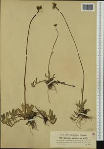 Pilosella floribunda (Wimm. & Grab.) Fr., Western Europe (EUR) (Slovenia)