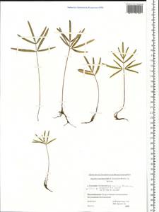 Ostericum maximowiczii (F. Schmidt) Kitag., Siberia, Russian Far East (S6) (Russia)