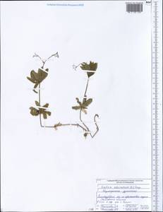 Galium odoratum (L.) Scop., Eastern Europe, Middle Volga region (E8) (Russia)