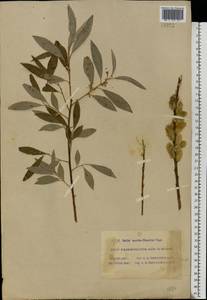 Salix aurita × viminalis, Eastern Europe, Moscow region (E4a) (Russia)