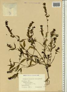 Melampyrum nemorosum var. polonicum Beauverd, Eastern Europe, Latvia (E2b) (Latvia)
