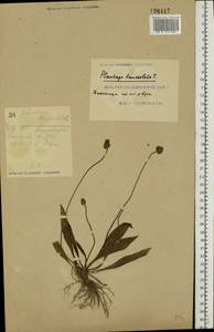 Plantago lanceolata L., Eastern Europe, South Ukrainian region (E12) (Ukraine)