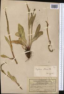 Ligularia alpigena Pojark., Middle Asia, Pamir & Pamiro-Alai (M2) (Tajikistan)