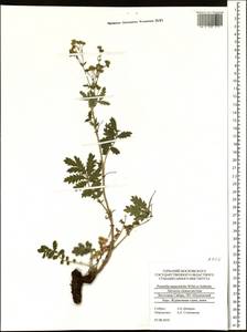 Potentilla tanacetifolia Willd. ex D. F. K. Schltdl., Siberia, Altai & Sayany Mountains (S2) (Russia)