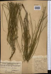Chondrilla leiosperma Kar. & Kir., Middle Asia, Dzungarian Alatau & Tarbagatai (M5) (Kazakhstan)