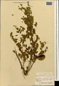 Colutea acutifolia Shap., Caucasus, Black Sea Shore (from Novorossiysk to Adler) (K3) (Russia)
