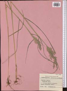 Calamagrostis canescens (Weber) Roth, Eastern Europe, Central region (E4) (Russia)