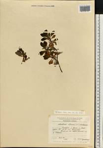 Arctostaphylos alpinus (L.) Spreng., Eastern Europe, Northern region (E1) (Russia)
