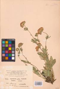 Anthyllis vulneraria L., Eastern Europe, North Ukrainian region (E11) (Ukraine)