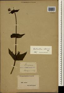 Centranthus ruber (L.) DC., Crimea (KRYM) (Russia)