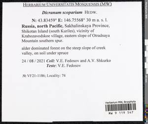 Dicranum scoparium Hedw., Bryophytes, Bryophytes - Russian Far East (excl. Chukotka & Kamchatka) (B20) (Russia)
