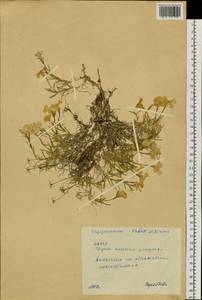 Phlox sibirica L., Siberia, Yakutia (S5) (Russia)