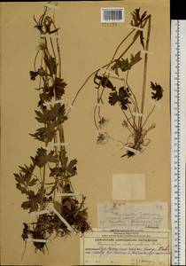 Ranunculus subcorymbosus Kom., Siberia, Chukotka & Kamchatka (S7) (Russia)