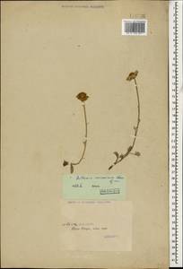 Archanthemis marschalliana subsp. pectinata (Boiss.) Lo Presti & Oberpr., Caucasus, Georgia (K4) (Georgia)