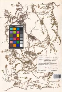 MHA 0 156 887, Thymus calcareus Klokov & Des.-Shost., Eastern Europe, Lower Volga region (E9) (Russia)