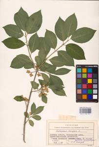 Euonymus europaeus L., Eastern Europe, South Ukrainian region (E12) (Ukraine)