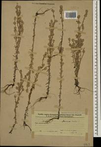 Bombycilaena erecta (L.) Smoljan., Caucasus, Azerbaijan (K6) (Azerbaijan)