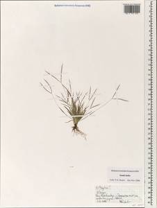 Poaceae, South Asia, South Asia (Asia outside ex-Soviet states and Mongolia) (ASIA) (India)