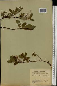 Salix arctica, Eastern Europe, Northern region (E1) (Russia)