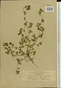 Medicago lupulina L., Eastern Europe, South Ukrainian region (E12) (Ukraine)