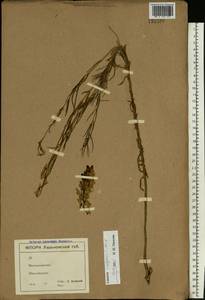 Linaria vulgaris Mill., Eastern Europe, North Ukrainian region (E11) (Ukraine)