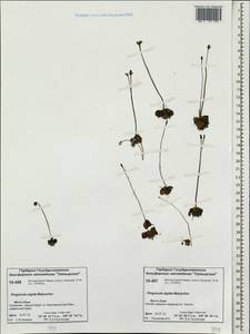 Pinguicula variegata Turcz., Siberia, Central Siberia (S3) (Russia)