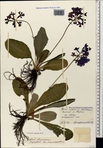 Primula amoena M. Bieb., Caucasus, North Ossetia, Ingushetia & Chechnya (K1c) (Russia)