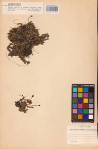 Saxifraga bryoides L., Eastern Europe, West Ukrainian region (E13) (Ukraine)