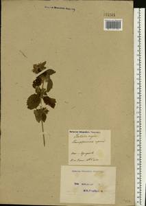 Ballota nigra L., Eastern Europe, Moscow region (E4a) (Russia)