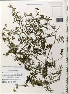 Geranium dissectum L., Caucasus, Krasnodar Krai & Adygea (K1a) (Russia)