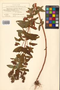 Hypericum erectum Thunb., Siberia, Russian Far East (S6) (Russia)