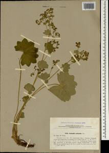 Alchemilla tytthantha Juz., Crimea (KRYM) (Russia)