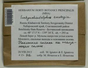 Eurhynchiadelphus eustegia (Besch.) Ignatov & Huttunen, Bryophytes, Bryophytes - Russian Far East (excl. Chukotka & Kamchatka) (B20) (Russia)