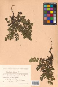 Sibbaldianthe bifurca (L.) Kurtto & T. Erikss., Siberia, Russian Far East (S6) (Russia)