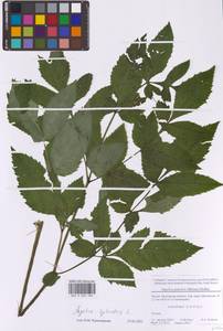 Angelica sylvestris L., Eastern Europe, Moscow region (E4a) (Russia)