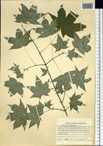 Acer pictum subsp. mono (Maxim.) H. Ohashi, Siberia, Russian Far East (S6) (Russia)