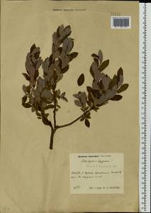 Salix starkeana × lapponum, Eastern Europe, Moscow region (E4a) (Russia)