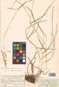 Poa macrocalyx Trautv. & C.A.Mey., Siberia, Russian Far East (S6) (Russia)