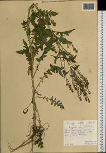 Rorippa barbareifolia (DC.) Kitag., Siberia, Russian Far East (S6) (Russia)