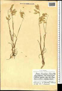 Bromus briziformis Fisch. & C.A.Mey., Caucasus, Azerbaijan (K6) (Azerbaijan)