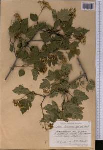 Acer tataricum subsp. semenovii (Regel & Herder) A. E. Murray, Middle Asia, Northern & Central Tian Shan (M4) (Kazakhstan)