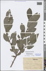 Salix caprea × cinerea, Eastern Europe, Central forest-and-steppe region (E6) (Russia)