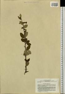 Cotoneaster melanocarpus G. Lodd., Siberia, Russian Far East (S6) (Russia)