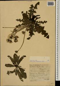 Taraxacum serotinum (Waldst. & Kit.) Poir., Eastern Europe, Central forest-and-steppe region (E6) (Russia)
