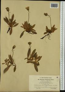 Pilosella peleteriana subsp. subpeleteriana (Nägeli & Peter) P. D. Sell, Western Europe (EUR) (Norway)
