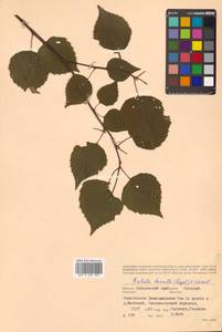 Betula ermanii var. lanata Regel, Siberia, Russian Far East (S6) (Russia)