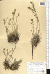 Smelowskia calycina (Stephan ex Willd.) C. A. Mey., Middle Asia, Northern & Central Tian Shan (M4) (Kyrgyzstan)