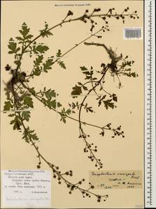 Scrophularia variegata M. Bieb., Caucasus, North Ossetia, Ingushetia & Chechnya (K1c) (Russia)