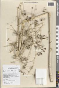 Autumnalia botschantzevii Pimenov, Middle Asia, Western Tian Shan & Karatau (M3) (Kazakhstan)